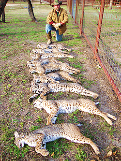 how to trap bobcats